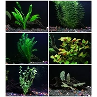 Aquarium Plants Discounts 25 stems 6 species Live Aquarium Plants Package Anacharis