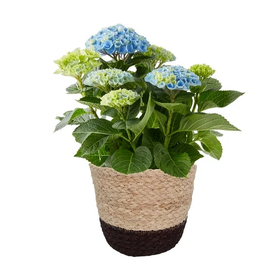 Better Homes & Gardens 6.5-Inch Assorted Mother's Day Hydrangea Live Plant with Decorative Pot